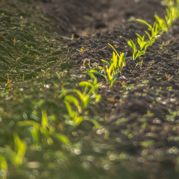Posos del café, como abono ecológico