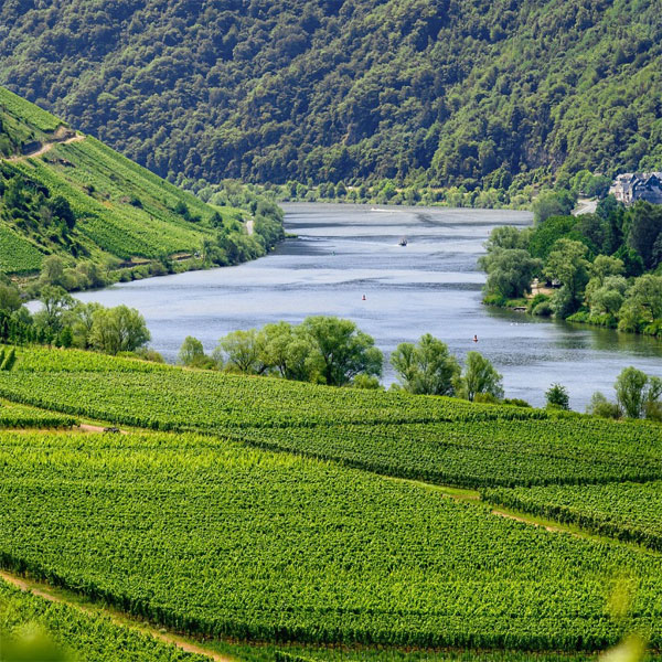 Las Extraordinarias Virtudes de la Zulla.